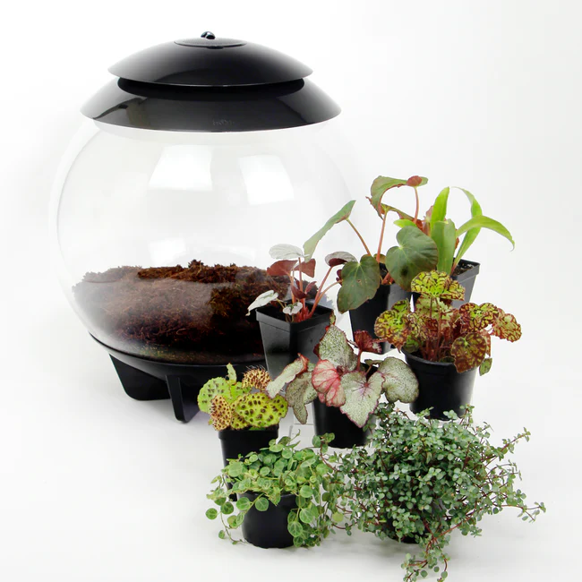 BPASTORE Botanical Bliss Terrarium Plant Pack For BiOrb AIR 30 Fast Ship... - $299.98