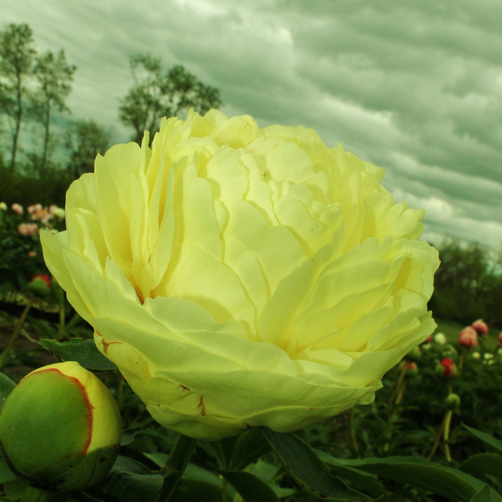 Heirloom Peony Yellow Series 4 Types Flowers, Big Blooms Double Flowers Light Fr