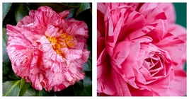 LADY LAURA **Bicolor Bloom** Camellia Japonica Live Starter Plant - £47.14 GBP