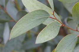 Rejuvenating Eucalyptus: Handpoured, 6 pc Soy Wax Melt Set: Herbal and Fresh! - £10.22 GBP