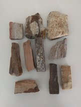 Lot 10 Pieces Texas Petrified Fossilized Wood - $29.70