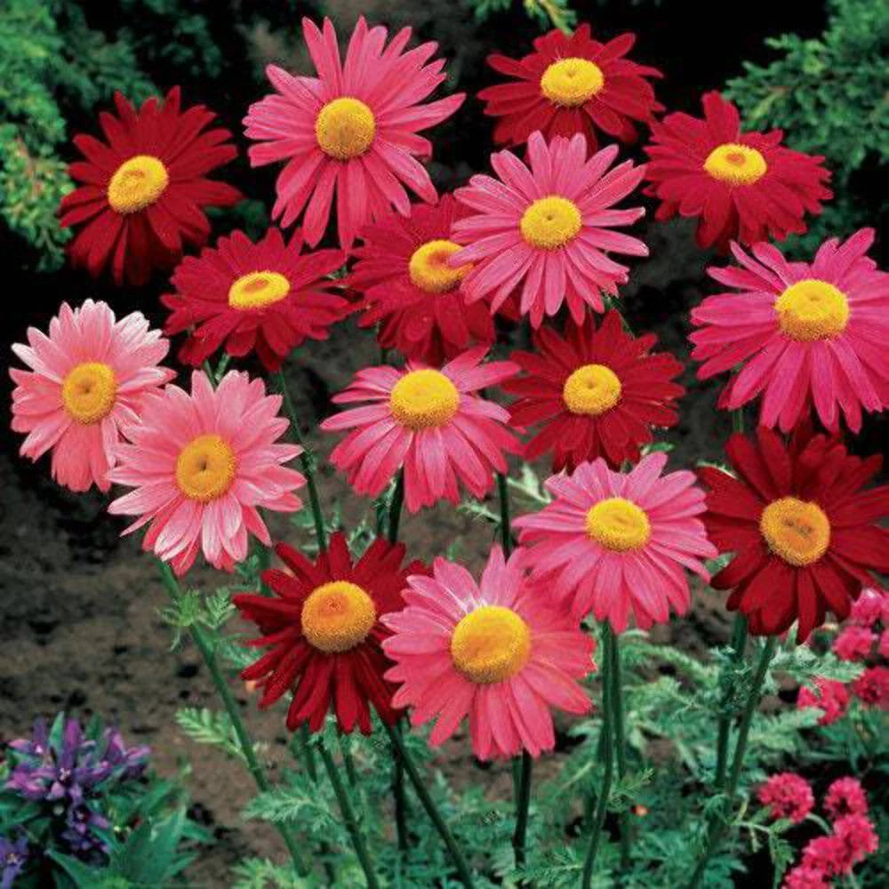 100 Mixed Colors ROBINSONS PAINTED DAISY Chrysanthemum Pink Red Rose Seeds - $10.11