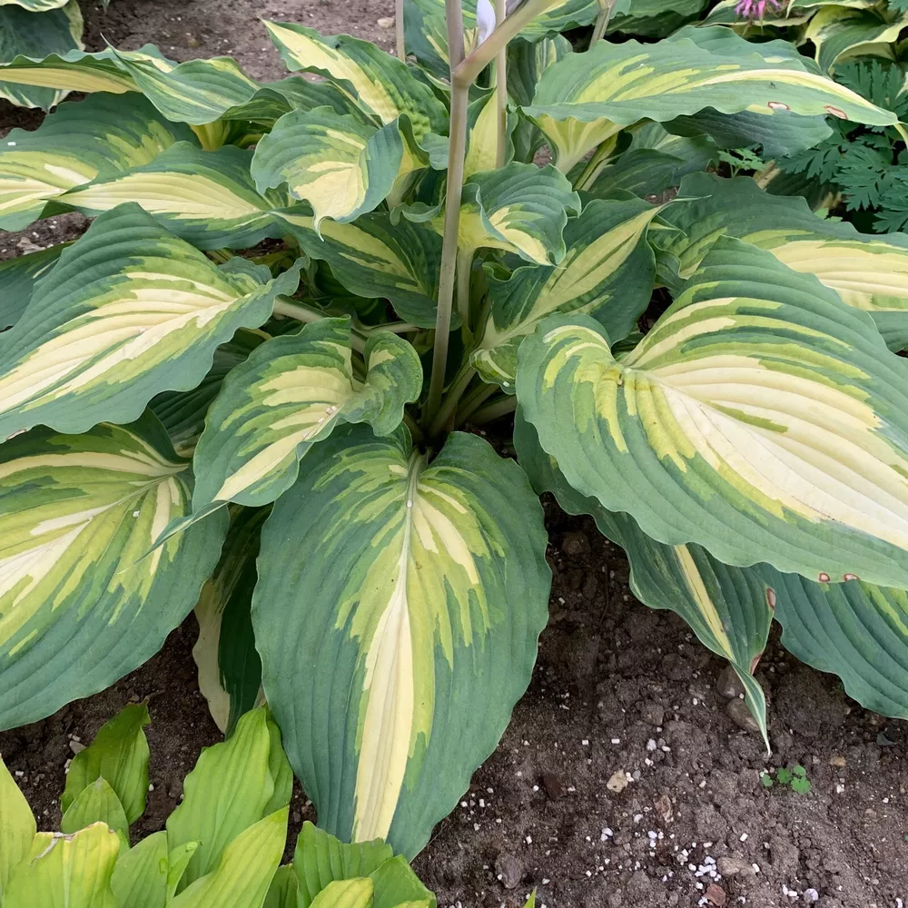 Hosta Love Story Well Rooted 5.25 Inch Pot Perennial - £27.55 GBP