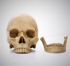 Large Resin skull for Fish tank, Turtle tank, Shrimp tank, Lizard tank, ... - $27.99