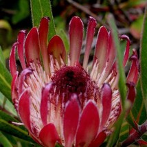 6Pcs Protea Burchellii Burchells Sugarbush Flower Seeds Fresh - £18.78 GBP