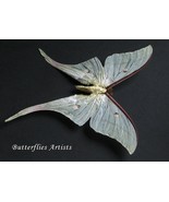 Actias Ningpoana XL Green Indian Luna Moth Real Framed Entomology Shadowbox - $98.99