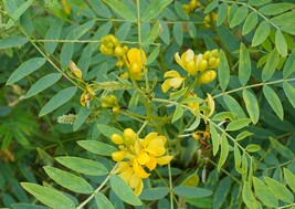 25 Cassia angustifolia Seeds , Cassia Senna Seeds - £3.98 GBP