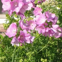 New Fresh Seeds 15 Pink Perfection Seeds - $9.98