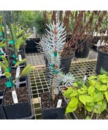 Picea Pungens C Blue Live Plant 12 Inch Tall 1 Year Graft Plant Garden - $73.90