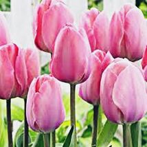 5 or 10 Narcissus Large Cupped,  BULBS FROM HOLLAND. - $254.06 MXN+