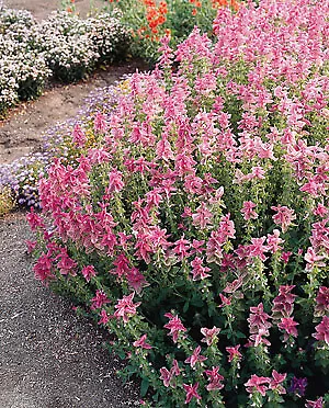 Salvia Marble Arch Rose 250 seeds - £23.84 GBP