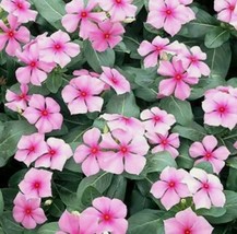 RAFHSTORE 20 Pink Vinca Seeds Pink Periwinkle Seeds Nongmo Heirloom Flower Seeds - £6.88 GBP