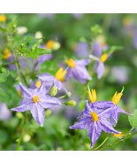 Solanum Trilobatum Seeds Pack - 10 Pcs, Grow Your Own Herbal Remedy - $12.00