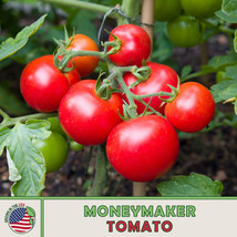 RAFHSTORE 10 Moneymaker Tomato Seeds Heirloom Openpollinated Nongmo Genuine US S - £6.27 GBP