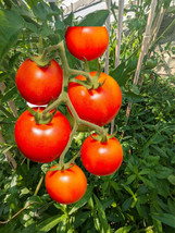 THJAR 100 Red Currant Tomato Seeds - $5.16