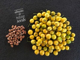 Garcinia Intermedia / Lemon drop Mangosteen / BARABA FRUIT Tree seeds - ... - $14.49