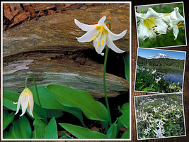 10 White Avalanche Lily Seeds Erythronium Montanum Flower Seeds Gardening USA SH - £6.48 GBP