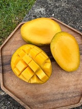 Seedling Glenn Mango mangifera Indica Tropical Live Fruit Tree (10in To ... - $1,344.92 MXN