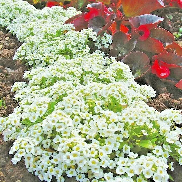 Semilir 1500 Dwarf Sweet Alyssum Flower Seeds Drought Heat Vegetable Sup... - $19.56