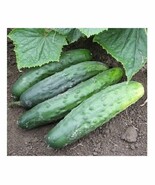 Marketmore 76 Cucumber 25 - 200 Seeds Best slicing High quality Bush Mil... - $38.53 MXN+