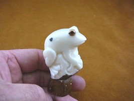 (TNE-FROG-169A) SPOTTED spot FROG amphibian TAGUA NUT Figurine carving P... - $21.03