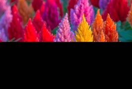 150 Mixed Pampas Plumes Cockscomb Celosia Plumosa Flower Seeds - Organic - £8.24 GBP