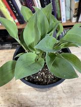 Hosta Sieboldiana (1) 6” Live Bareroot Perennial Starter Plant Blue Green - £28.77 GBP