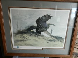 American Bald Eagle Over Sand Dune by Charles Frace Signed Framed &amp; Matted Print - $1,900.00