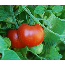 Sub Artic Plenty Tomato Seeds | Heirloom | Organic FRESH - £8.75 GBP