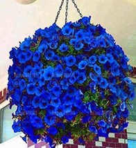 200 Seeds Hanging Petunia Flower Seeds Dark Blue Color Us Seller - $7.99