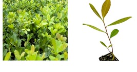 Ilex paraguariensis - Yerba Mate - Live Plant - £35.08 GBP