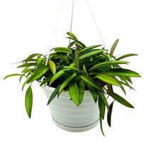 Hoya Wayetii Green Nonvariegated, 8 inch Hanging Basket Rare Exotic Indoor House - £37.19 GBP