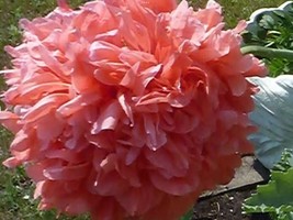 Peony Poppy Double Coral Pink Seeds 150+BUY 2 GET 1 FREE - £6.00 GBP