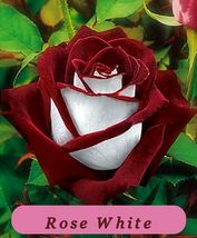 5426 rose white pop thumb200