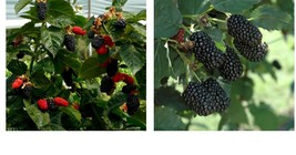 Cold Hardy 4 Prime Ark Freedom Live Thornless Blackberry Plants. - £49.40 GBP