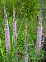 50 Seeds Light Pink Veronica Longifolia / Spike Speedwell Flower - $17.05