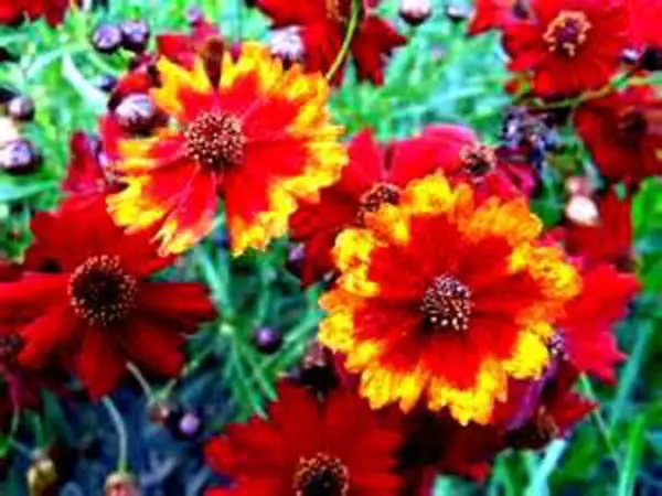 USA Seller FreshDwarf Red Plains Coreopsis 50 Seeds Bright Red Color - £10.20 GBP