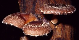 Gourmet Shiitake Liquid Culture Syringe Lentinus edodes Acorn Organic Mu... - $439.73 MXN