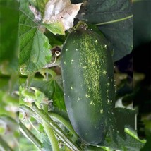 Semilir 19 Straight Eight Cucumber Seeds Non-Gmo Heirloom Fresh Garden Seeds Fas - £6.59 GBP