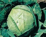 400 Cabbage SeedsDanish Ballhead Heirloom Non Gmo Fresh Fast Shipping - $8.99