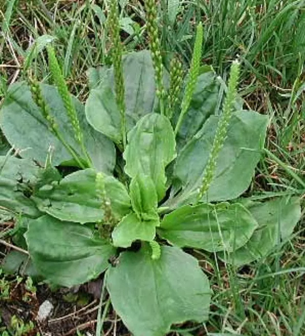 RAFH 400 Seeds Organic Broadleaf Plantain Plantago Major Heirloom Seeds - $8.76