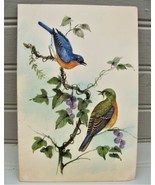 Vintage Embossed Sunshine Greeting Get Well Card Eastern Bluebirds - $4.05 CAD
