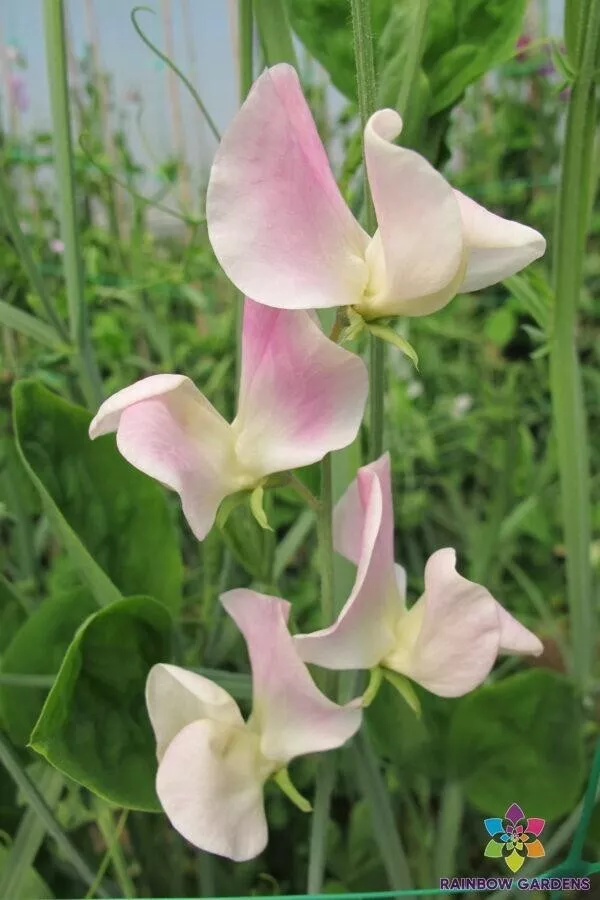 50 Crown Princess Victoria Sweet Pea Seeds Fast US Shipping - $10.96