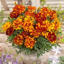 French Marigold Tagetes Patula Durango Bolero Flower 500 Seeds Fresh Garden USA  - $19.98