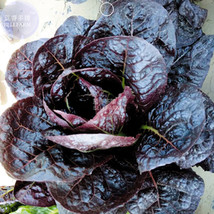 Blackish Purple Lettuce Big Leaves Vegetable Seeds 30 Seeds Organic Tasty Plant  - £7.82 GBP