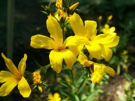 500 Seeds Golden Flax - £11.41 GBP