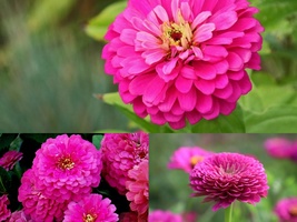 300+ROSE ZINNIA Summer Garden Flowering Seeds Annual Big Cut Flowers Fast Easy - £10.59 GBP