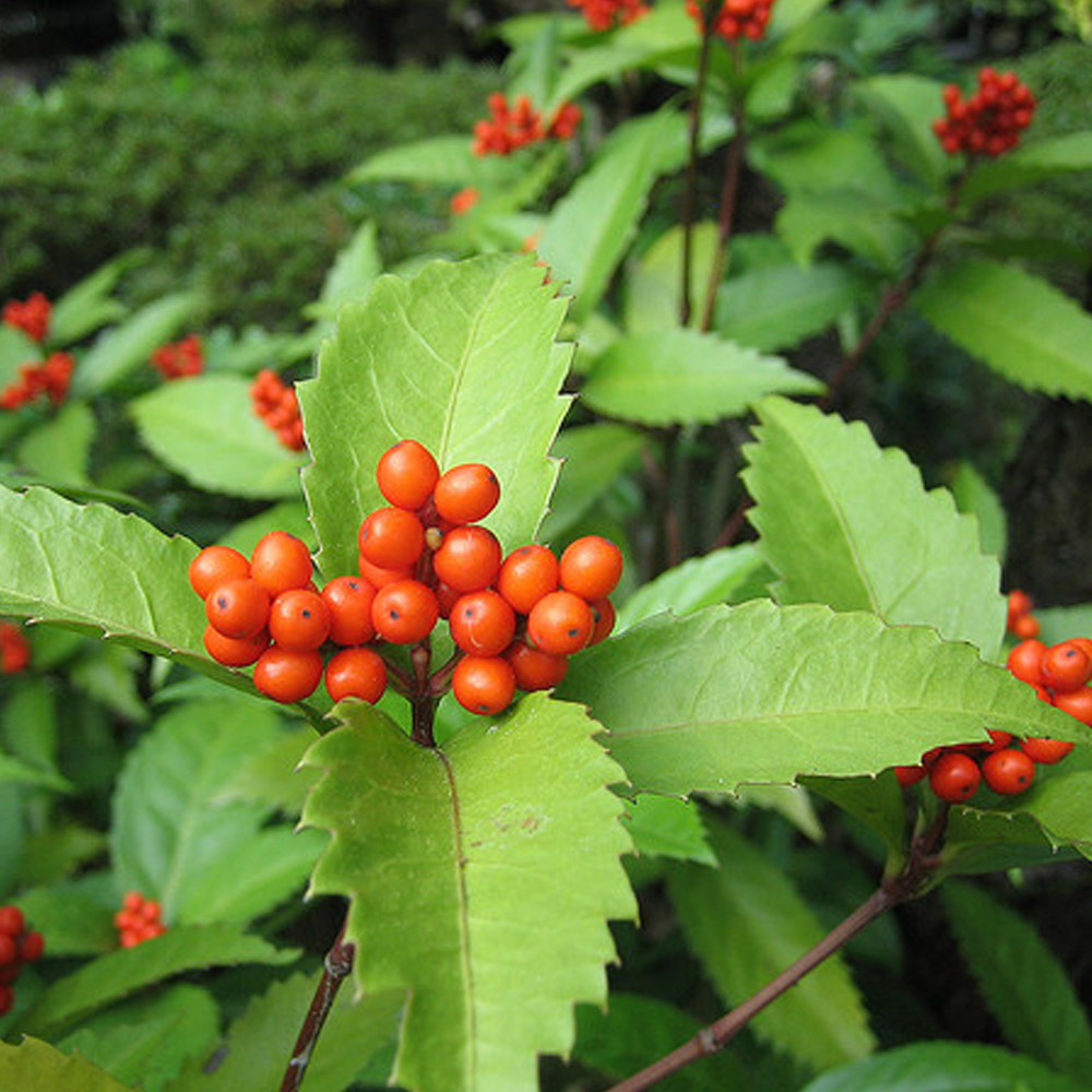 50Pcs Sarcandra Glabra Thunb Nakai Plant Seeds Garden USA Seller