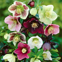 15 Helleborus Christmas Rose Flower Seeds Mix Winter Blooming Perennial - £14.37 GBP