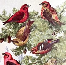 Red Crossbill &amp; Other Types 1955 Plate Print Birds Of America Nature Art DWEE33 - £23.56 GBP